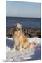 Male Golden Retriever Sitting on Snow at Rock Long Island Sound Beach, Madison-Lynn M^ Stone-Mounted Premium Photographic Print