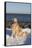 Male Golden Retriever Sitting on Snow at Rock Long Island Sound Beach, Madison-Lynn M^ Stone-Framed Stretched Canvas