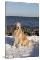 Male Golden Retriever Sitting on Snow at Rock Long Island Sound Beach, Madison-Lynn M^ Stone-Stretched Canvas