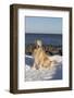 Male Golden Retriever Sitting on Snow at Rock Long Island Sound Beach, Madison-Lynn M^ Stone-Framed Photographic Print
