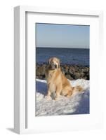 Male Golden Retriever Sitting on Snow at Rock Long Island Sound Beach, Madison-Lynn M^ Stone-Framed Photographic Print