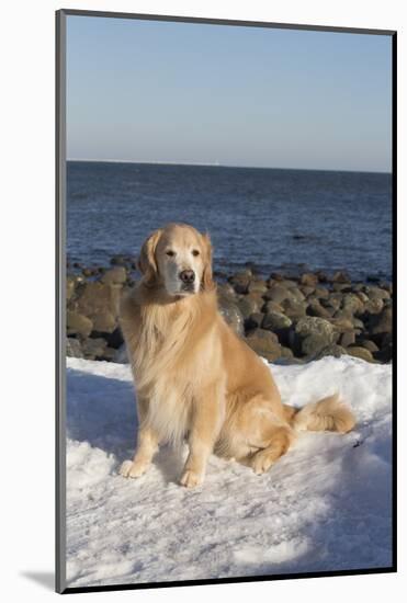 Male Golden Retriever Sitting on Snow at Rock Long Island Sound Beach, Madison-Lynn M^ Stone-Mounted Photographic Print