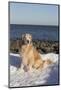 Male Golden Retriever Sitting on Snow at Rock Long Island Sound Beach, Madison-Lynn M^ Stone-Mounted Photographic Print