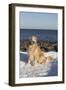 Male Golden Retriever Sitting on Snow at Rock Long Island Sound Beach, Madison-Lynn M^ Stone-Framed Photographic Print