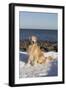 Male Golden Retriever Sitting on Snow at Rock Long Island Sound Beach, Madison-Lynn M^ Stone-Framed Photographic Print