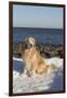 Male Golden Retriever Sitting on Snow at Rock Long Island Sound Beach, Madison-Lynn M^ Stone-Framed Photographic Print