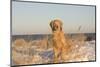 Male Golden Retriever Sitting on Snow Covered Rocks at a Long Island Sound Beach, Madison-Lynn M^ Stone-Mounted Photographic Print