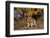 Male Golden Retriever Standing in Leaves with Yellow Oak Leaves in Background, St. Charles-Lynn M^ Stone-Framed Photographic Print