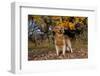 Male Golden Retriever Standing in Leaves with Yellow Oak Leaves in Background, St. Charles-Lynn M^ Stone-Framed Photographic Print