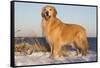 Male Golden Retriever Standing on Snow Covered Rocks at a Long Island Sound Beach, Madison-Lynn M^ Stone-Framed Stretched Canvas