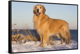 Male Golden Retriever Standing on Snow Covered Rocks at a Long Island Sound Beach, Madison-Lynn M^ Stone-Framed Stretched Canvas