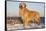 Male Golden Retriever Standing on Snow Covered Rocks at a Long Island Sound Beach, Madison-Lynn M^ Stone-Framed Stretched Canvas