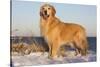 Male Golden Retriever Standing on Snow Covered Rocks at a Long Island Sound Beach, Madison-Lynn M^ Stone-Stretched Canvas