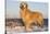 Male Golden Retriever Standing on Snow Covered Rocks at a Long Island Sound Beach, Madison-Lynn M^ Stone-Stretched Canvas
