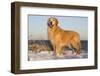 Male Golden Retriever Standing on Snow Covered Rocks at a Long Island Sound Beach, Madison-Lynn M^ Stone-Framed Photographic Print
