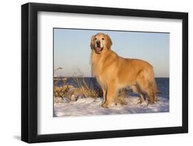 Male Golden Retriever Standing on Snow Covered Rocks at a Long Island Sound Beach, Madison-Lynn M^ Stone-Framed Photographic Print