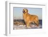 Male Golden Retriever Standing on Snow Covered Rocks at a Long Island Sound Beach, Madison-Lynn M^ Stone-Framed Photographic Print