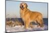 Male Golden Retriever Standing on Snow Covered Rocks at a Long Island Sound Beach, Madison-Lynn M^ Stone-Mounted Photographic Print