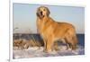 Male Golden Retriever Standing on Snow Covered Rocks at a Long Island Sound Beach, Madison-Lynn M^ Stone-Framed Photographic Print