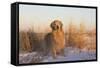 Male Golden Retriever Standing on Snow, Madison, Connecticut, USA-Lynn M^ Stone-Framed Stretched Canvas