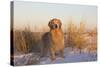 Male Golden Retriever Standing on Snow, Madison, Connecticut, USA-Lynn M^ Stone-Stretched Canvas