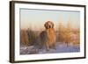 Male Golden Retriever Standing on Snow, Madison, Connecticut, USA-Lynn M^ Stone-Framed Photographic Print