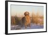 Male Golden Retriever Standing on Snow, Madison, Connecticut, USA-Lynn M^ Stone-Framed Photographic Print