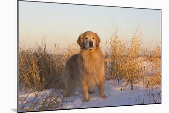 Male Golden Retriever Standing on Snow, Madison, Connecticut, USA-Lynn M^ Stone-Mounted Photographic Print