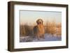 Male Golden Retriever Standing on Snow, Madison, Connecticut, USA-Lynn M^ Stone-Framed Photographic Print