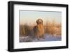 Male Golden Retriever Standing on Snow, Madison, Connecticut, USA-Lynn M^ Stone-Framed Photographic Print