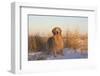 Male Golden Retriever Standing on Snow, Madison, Connecticut, USA-Lynn M^ Stone-Framed Photographic Print