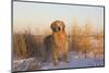 Male Golden Retriever Standing on Snow, Madison, Connecticut, USA-Lynn M^ Stone-Mounted Photographic Print