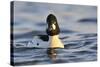 Male Goldeneye (Bucephala Clangula), Hogganfield Loch, Glasgow, Scotland, UK, February-Fergus Gill-Stretched Canvas