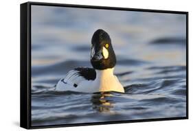 Male Goldeneye (Bucephala Clangula), Hogganfield Loch, Glasgow, Scotland, UK, February-Fergus Gill-Framed Stretched Canvas