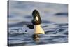 Male Goldeneye (Bucephala Clangula), Hogganfield Loch, Glasgow, Scotland, UK, February-Fergus Gill-Stretched Canvas