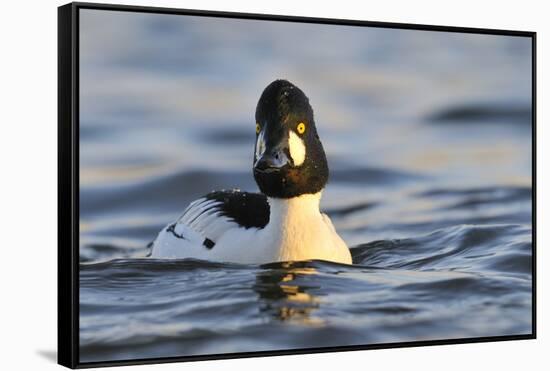 Male Goldeneye (Bucephala Clangula), Hogganfield Loch, Glasgow, Scotland, UK, February-Fergus Gill-Framed Stretched Canvas