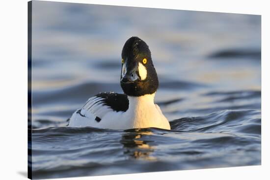 Male Goldeneye (Bucephala Clangula), Hogganfield Loch, Glasgow, Scotland, UK, February-Fergus Gill-Stretched Canvas