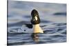 Male Goldeneye (Bucephala Clangula), Hogganfield Loch, Glasgow, Scotland, UK, February-Fergus Gill-Stretched Canvas