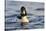 Male Goldeneye (Bucephala Clangula), Hogganfield Loch, Glasgow, Scotland, UK, February-Fergus Gill-Stretched Canvas