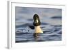 Male Goldeneye (Bucephala Clangula), Hogganfield Loch, Glasgow, Scotland, UK, February-Fergus Gill-Framed Photographic Print