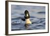 Male Goldeneye (Bucephala Clangula), Hogganfield Loch, Glasgow, Scotland, UK, February-Fergus Gill-Framed Photographic Print