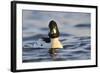 Male Goldeneye (Bucephala Clangula), Hogganfield Loch, Glasgow, Scotland, UK, February-Fergus Gill-Framed Photographic Print