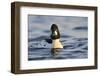 Male Goldeneye (Bucephala Clangula), Hogganfield Loch, Glasgow, Scotland, UK, February-Fergus Gill-Framed Photographic Print