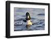 Male Goldeneye (Bucephala Clangula), Hogganfield Loch, Glasgow, Scotland, UK, February-Fergus Gill-Framed Photographic Print