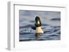 Male Goldeneye (Bucephala Clangula), Hogganfield Loch, Glasgow, Scotland, UK, February-Fergus Gill-Framed Photographic Print