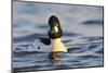 Male Goldeneye (Bucephala Clangula), Hogganfield Loch, Glasgow, Scotland, UK, February-Fergus Gill-Mounted Photographic Print