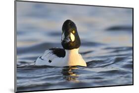 Male Goldeneye (Bucephala Clangula), Hogganfield Loch, Glasgow, Scotland, UK, February-Fergus Gill-Mounted Photographic Print