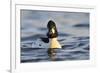 Male Goldeneye (Bucephala Clangula), Hogganfield Loch, Glasgow, Scotland, UK, February-Fergus Gill-Framed Photographic Print