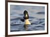 Male Goldeneye (Bucephala Clangula), Hogganfield Loch, Glasgow, Scotland, UK, February-Fergus Gill-Framed Photographic Print