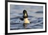 Male Goldeneye (Bucephala Clangula), Hogganfield Loch, Glasgow, Scotland, UK, February-Fergus Gill-Framed Photographic Print